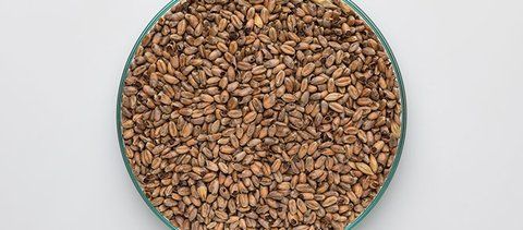 Солод пшеничний темний карамель Caramel Wheat Dark EBC 100 1кг 687447 фото